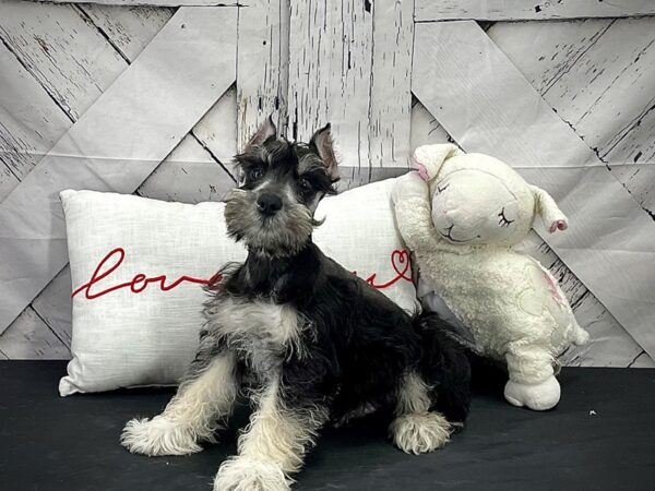 Miniature Schnauzer-DOG-Male-Black and Silver-25267-Petland Scottsdale, Arizona