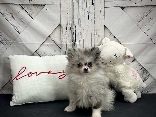 Pomeranian-Dog-Female-Blue Merle-25286-Petland Scottsdale, Arizona