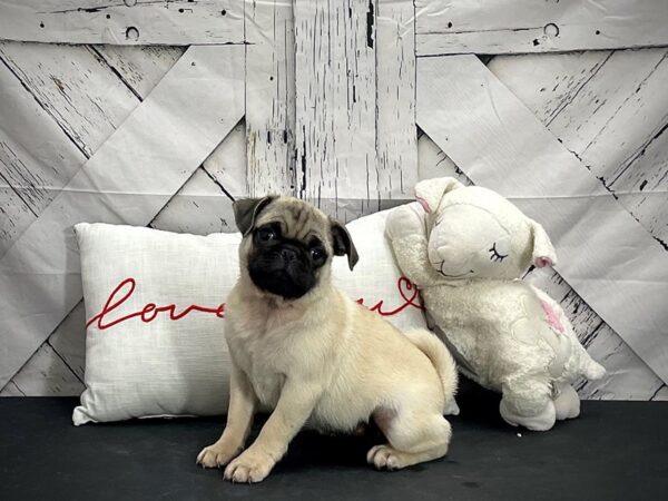 Pug-DOG-Female-Fawn-25268-Petland Scottsdale, Arizona