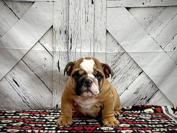 English Bulldog-DOG-Male-Red / White-25280-Petland Scottsdale, Arizona