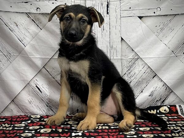 German Shepherd Dog-DOG-Female-Black / Tan-25293-Petland Scottsdale, Arizona
