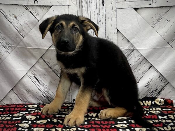 German Shepherd Dog-DOG-Male-Black / Tan-25294-Petland Scottsdale, Arizona