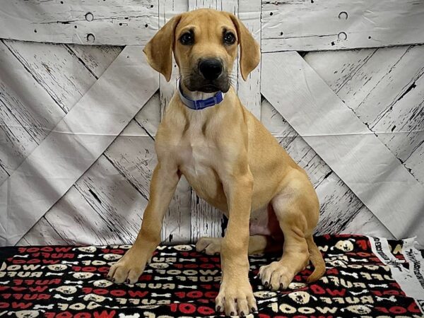 Great Dane-DOG-Male-Fawn-25273-Petland Scottsdale, Arizona