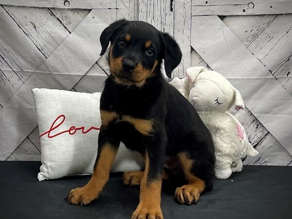 Rottweiler-DOG-Female-Black / Rust-25288-Petland Scottsdale, Arizona