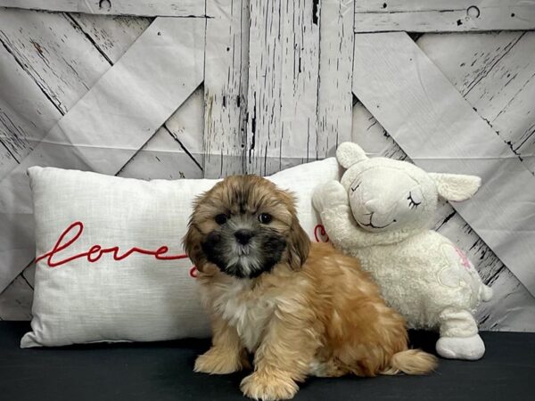 Shih Tzu-DOG-Female-Red Gold-25289-Petland Scottsdale, Arizona