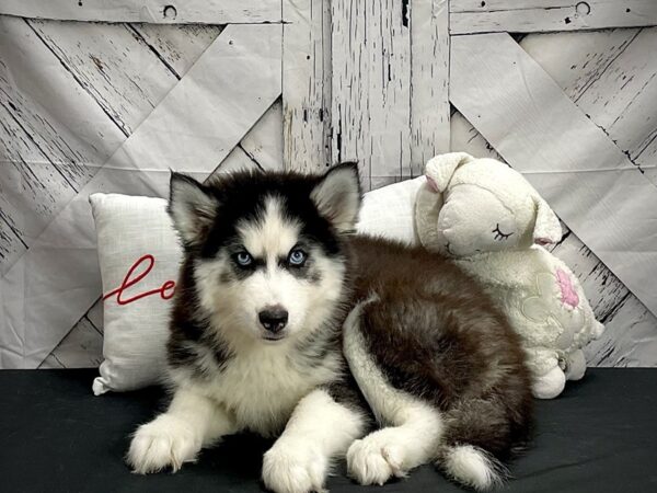 Siberian Husky-DOG-Female-Black and White-25269-Petland Scottsdale, Arizona