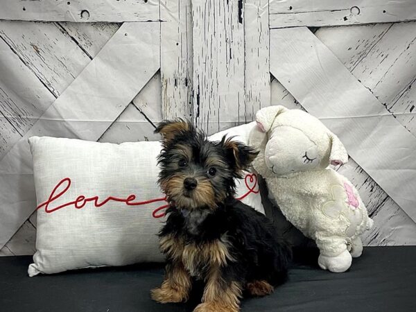 Silky Terrier-DOG-Male-Black and Tan-25270-Petland Scottsdale, Arizona