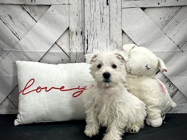 West Highland White Terrier-Dog-Female-White-25271-Petland Scottsdale, Arizona