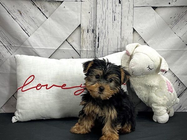 Yorkshire Terrier-DOG-Female-Black and Tan-25272-Petland Scottsdale, Arizona