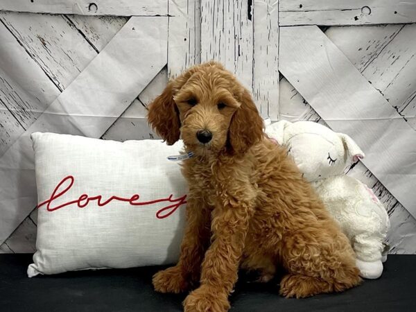 F1B Goldendoodle-DOG-Male-Golden-25300-Petland Scottsdale, Arizona