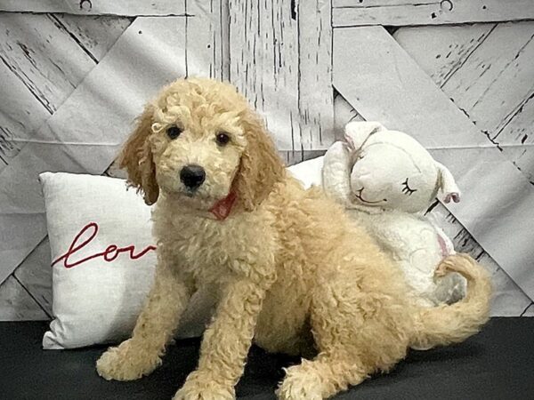 F1B Goldendoodle-DOG-Female-Golden-25301-Petland Scottsdale, Arizona