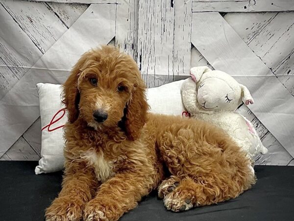 F1B Goldendoodle-Dog-Male-Golden-25303-Petland Scottsdale, Arizona
