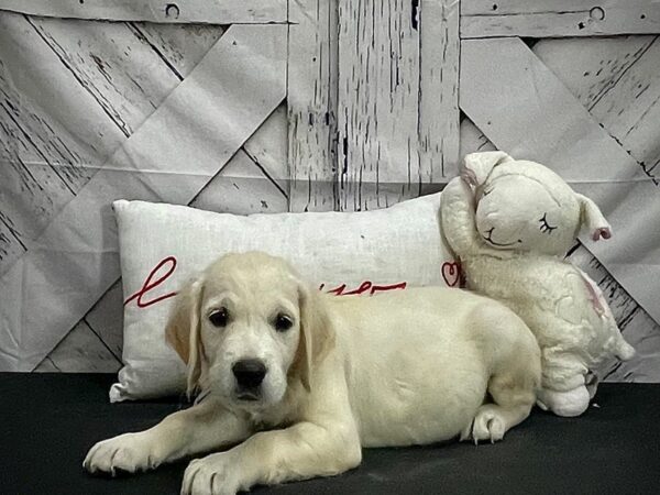 Golden Retriever-DOG-Male-Golden-25302-Petland Scottsdale, Arizona