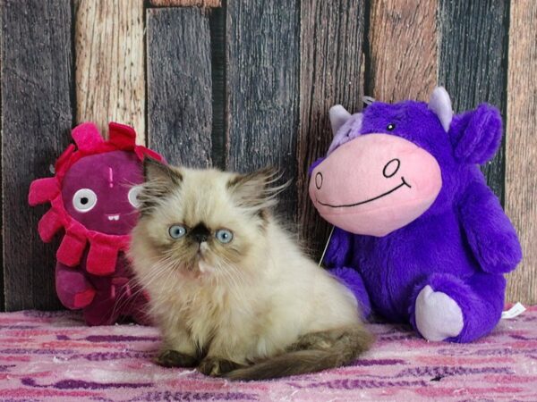 Himalayan-CAT-Female-Seal Point-25309-Petland Scottsdale, Arizona