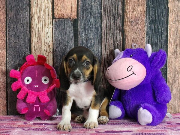 Beagle-DOG-Male-Black / Tan-25329-Petland Scottsdale, Arizona