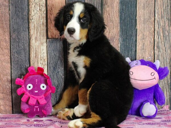 Bernese Mountain Dog-Dog-Female-Black Rust and White-25314-Petland Scottsdale, Arizona