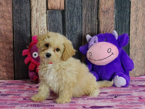 Bichon Frise/Poodle-DOG-Female-Apricot-25335-Petland Scottsdale, Arizona