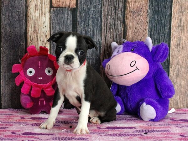 Boston Terrier-Dog-Female-Black / White-25330-Petland Scottsdale, Arizona