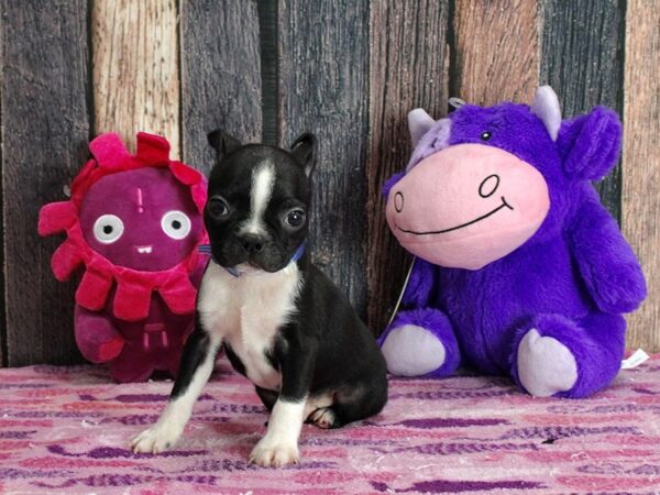 Boston Terrier-Dog-Male-Black-25331-Petland Scottsdale, Arizona