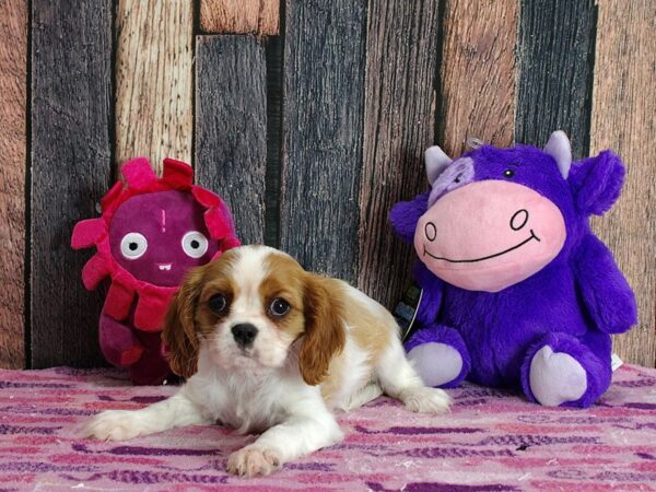 Cavalier King Charles Spaniel-DOG-Female-Blenheim-25315-Petland Scottsdale, Arizona