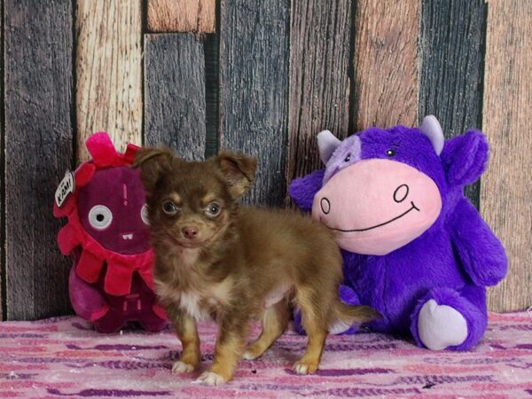 Chihuahua-DOG-Male-Chocolate and Tan-25316-Petland Scottsdale, Arizona
