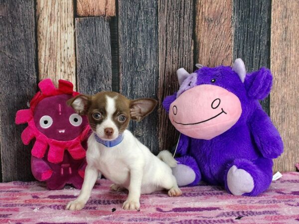 Chihuahua-DOG-Male-Chocolate / Tan-25332-Petland Scottsdale, Arizona