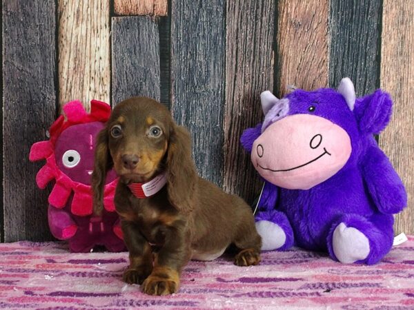 Dachshund-DOG-Female-Chocolate and Tan-25313-Petland Scottsdale, Arizona
