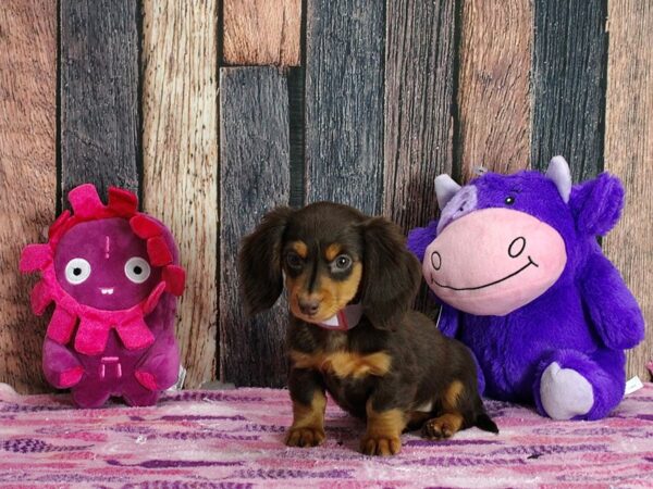 Dachshund-Dog-Female-Chocolate / Tan-25318-Petland Scottsdale, Arizona