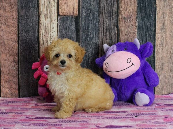 F1b Cavapoo-Dog-Female-Apricot-25334-Petland Scottsdale, Arizona