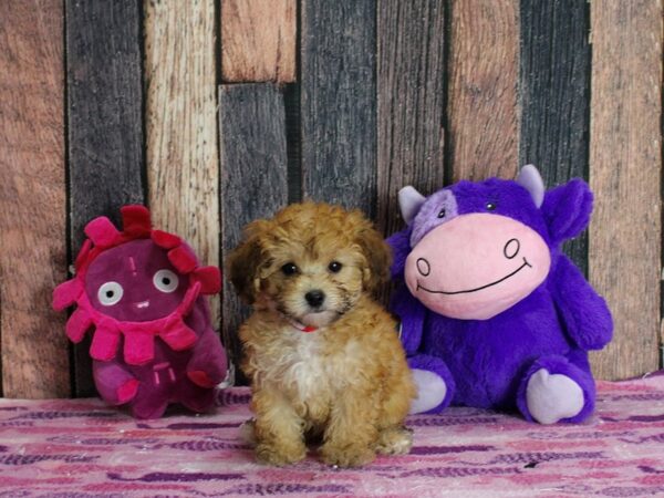 F1b Doxiepoo-DOG-Female-Gold-25333-Petland Scottsdale, Arizona