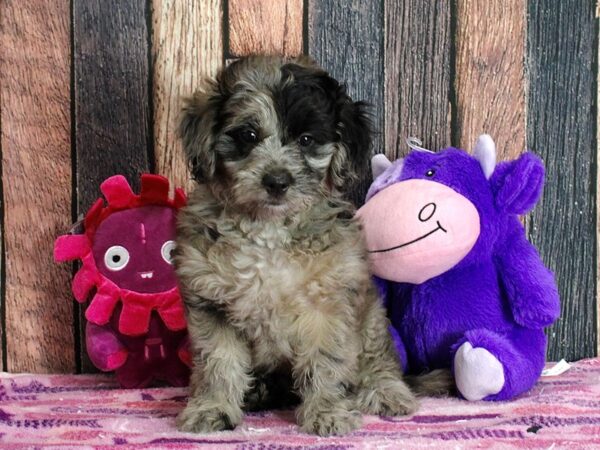 F1B Mini Goldendoodle-DOG-Female-Merle-25311-Petland Scottsdale, Arizona