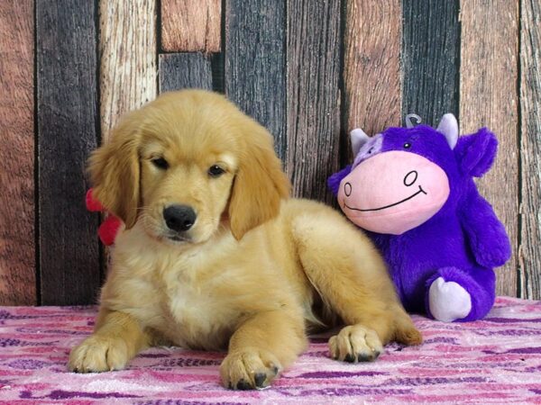 Golden Retriever-DOG-Female-Golden-25319-Petland Scottsdale, Arizona