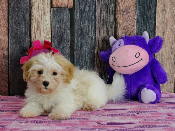 Havanese-DOG-Female-Red-25307-Petland Scottsdale, Arizona