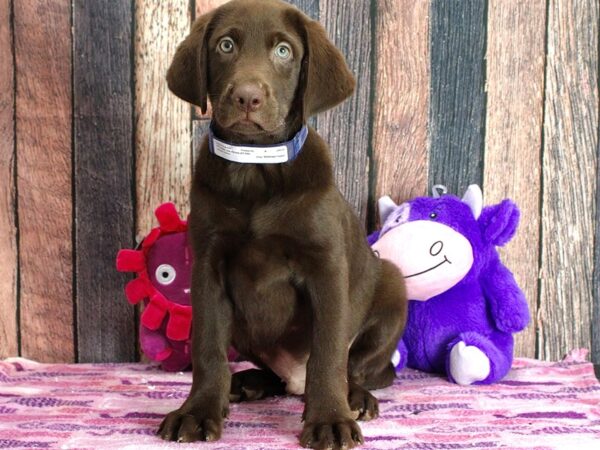 Labrador Retriever-DOG-Male-Chocolate-25308-Petland Scottsdale, Arizona