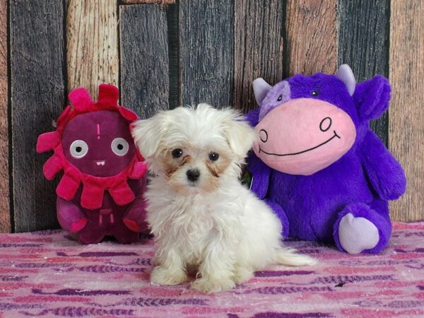 Maltese-DOG-Female-White-25320-Petland Scottsdale, Arizona