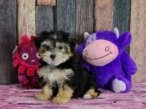 Maltese/Yorkshire Terrier-DOG-Male-Black and Tan-25304-Petland Scottsdale, Arizona