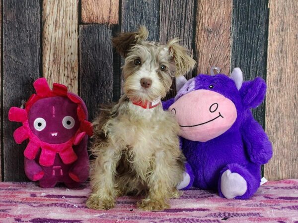 Miniature Schnauzer-Dog-Female-Chocolate Merle-25321-Petland Scottsdale, Arizona