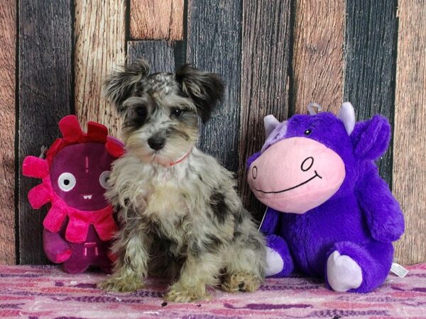Miniature Schnauzer-DOG-Female-Blue Merle-25322-Petland Scottsdale, Arizona