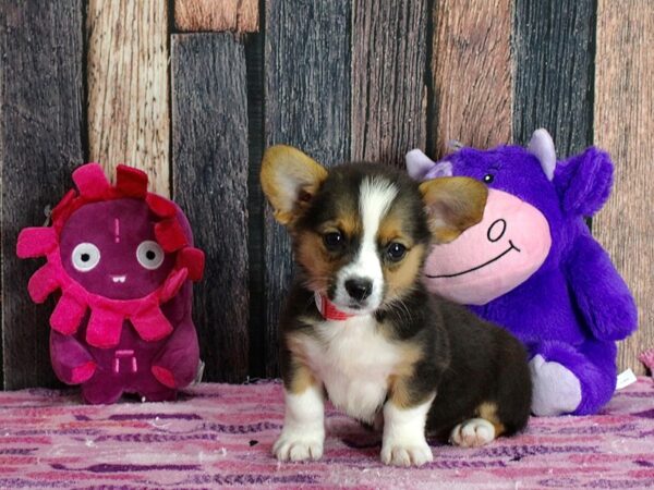 Pembroke Cardigan Corgi-DOG-Female-Black and Apricot-25310-Petland Scottsdale, Arizona