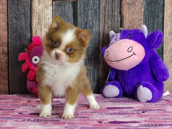 Pomeranian-DOG-Female-Red Merle-25323-Petland Scottsdale, Arizona