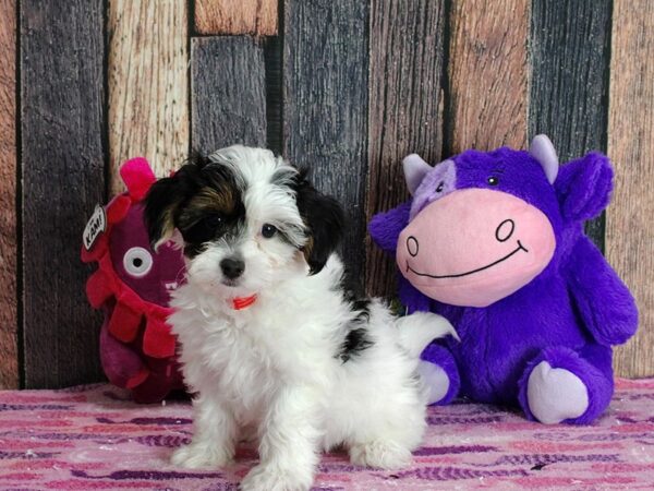 Poodle/Yorkshire Terrier-DOG-Female-Black and Tan-25305-Petland Scottsdale, Arizona