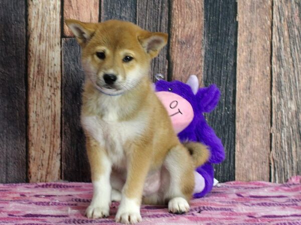 Shiba Inu-Dog-Male-Red Sesame-25325-Petland Scottsdale, Arizona