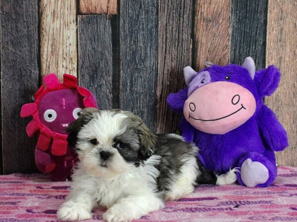 Shih Tzu-DOG-Male-Black Gold and White-25312-Petland Scottsdale, Arizona