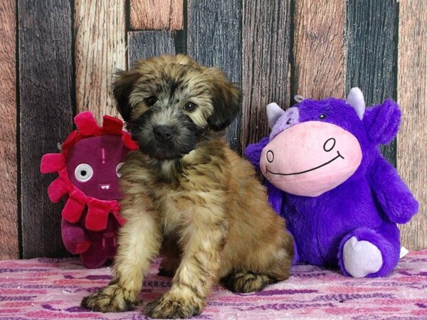 Soft Coated Wheaten Terrier-Dog-Female-Wheaten-25326-Petland Scottsdale, Arizona