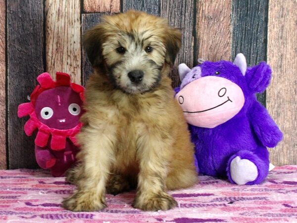 Soft Coated Wheaten Terrier-DOG-Male-Wheaten-25327-Petland Scottsdale, Arizona