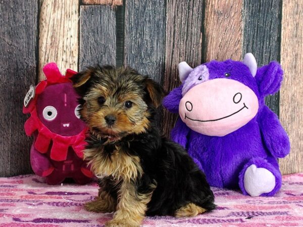 Yorkshire Terrier-DOG-Female-Black and Tan-25306-Petland Scottsdale, Arizona