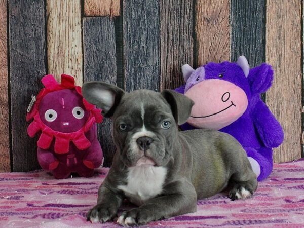 Boston Terrier/French Bulldog-DOG-Female--25336-Petland Scottsdale, Arizona