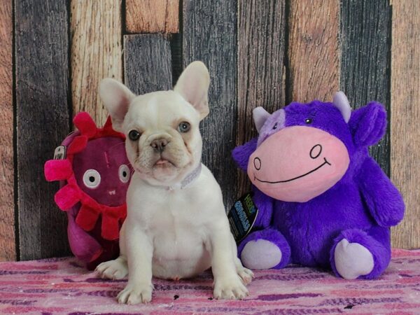 French Bulldog-DOG-Male--25337-Petland Scottsdale, Arizona