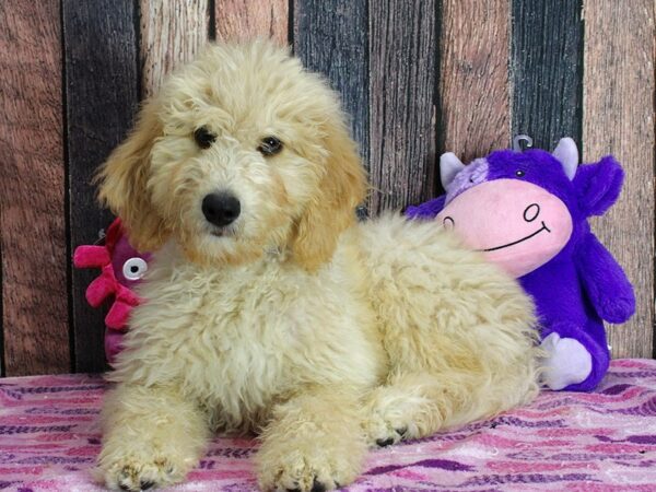 F1B Goldendoodle-DOG-Male-Golden-25341-Petland Scottsdale, Arizona