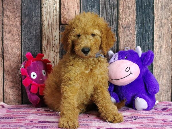 F1B Goldendoodle-DOG-Male-Golden-25342-Petland Scottsdale, Arizona